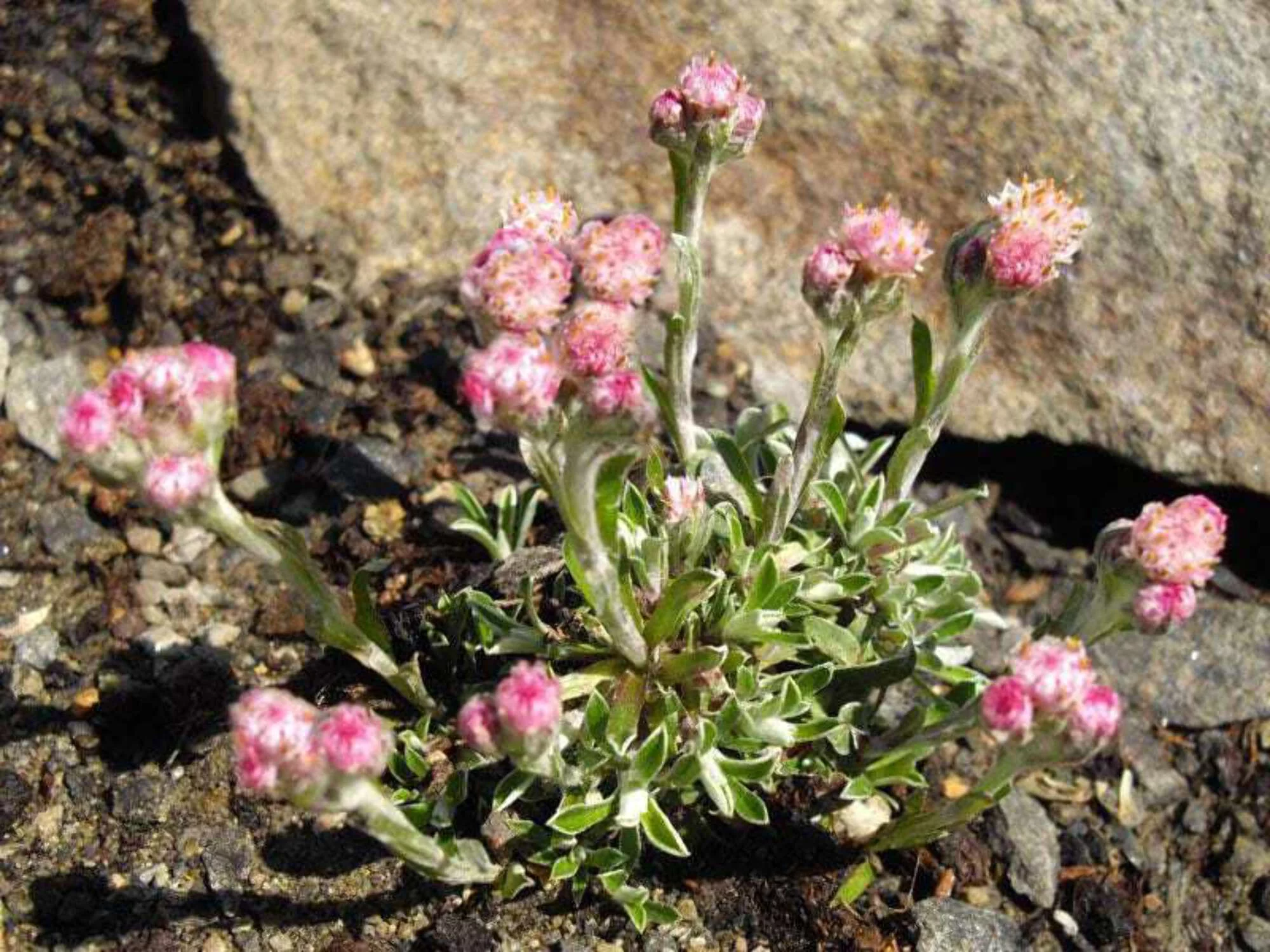 20 RED PUSSYTOES Pink RedTinted Antennaria Dioica Rubra Everlasting Flower Seeds