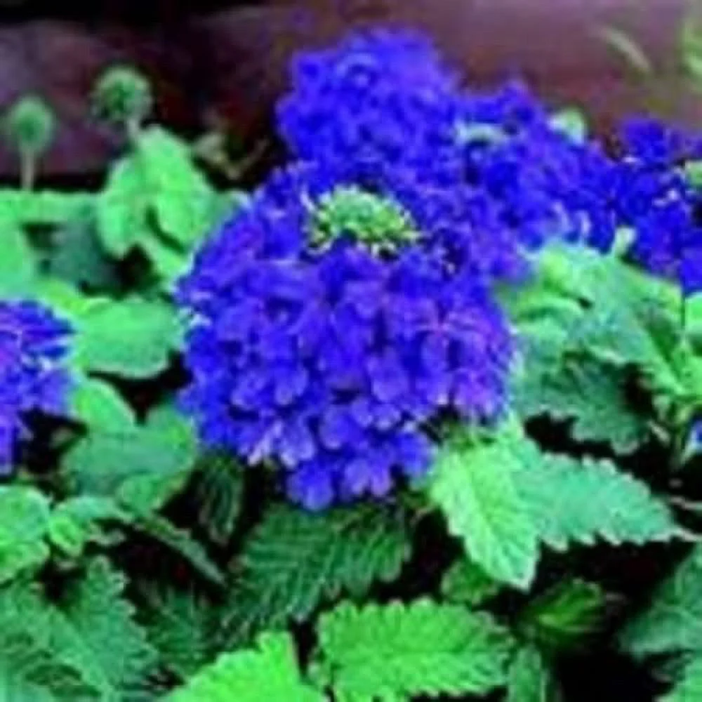 CHUXAY GARDEN 35 Seeds Verbena ‘Blue Lagoon’,Verbena Seed Perennial Flowering Plant Attract Butterflies and Bees an Exciting New Addition