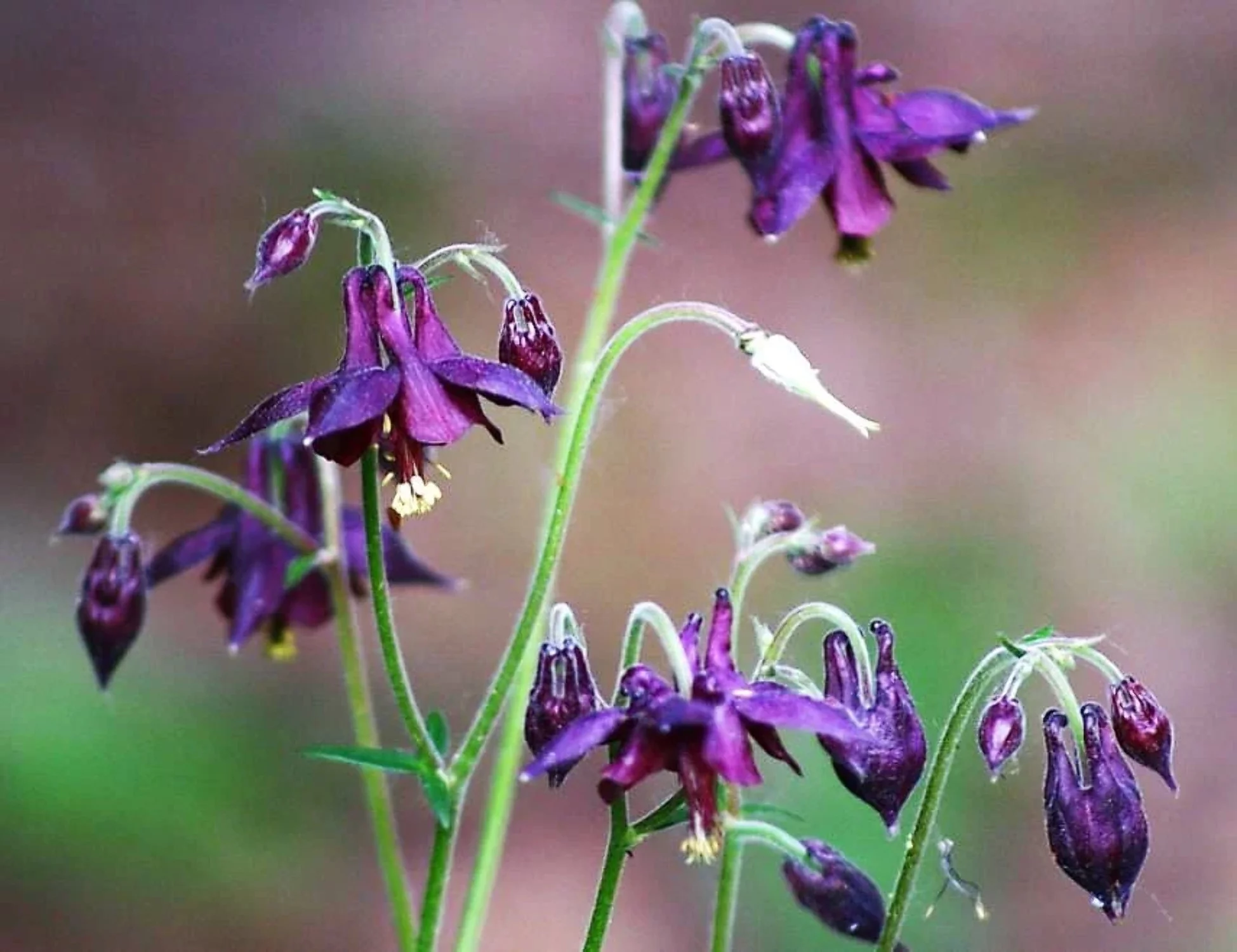 20 BLACK COLUMBINE Dark Columbine Aquilegia Atrata Deep Purple Flower Seeds