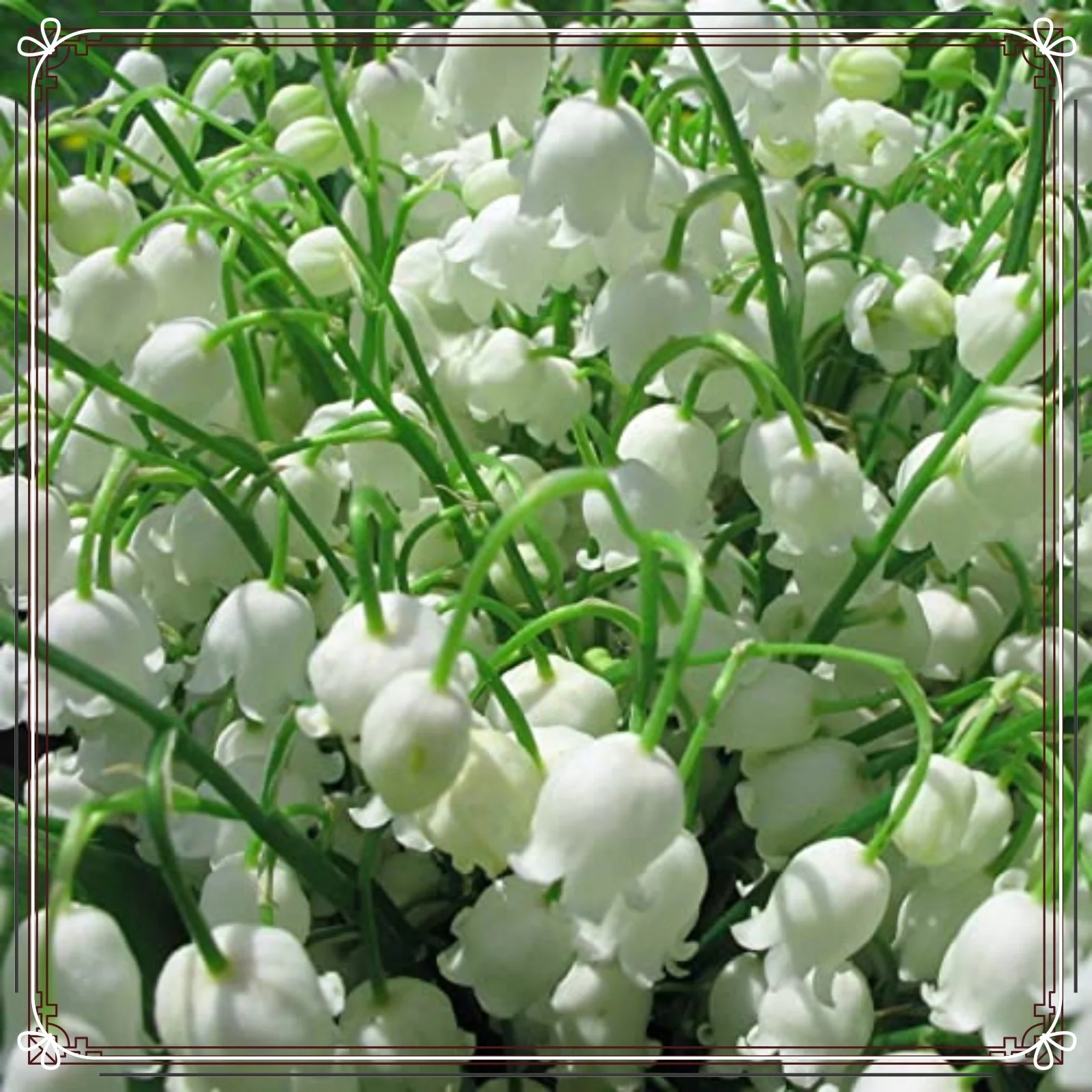 Lily Of The Valley Bulbs Lily Of The Valley Bulbs For Sale Lily Of The Valley Plant Lily Of The Valley Bulbs For Planting Simple Planting Garden Decoration