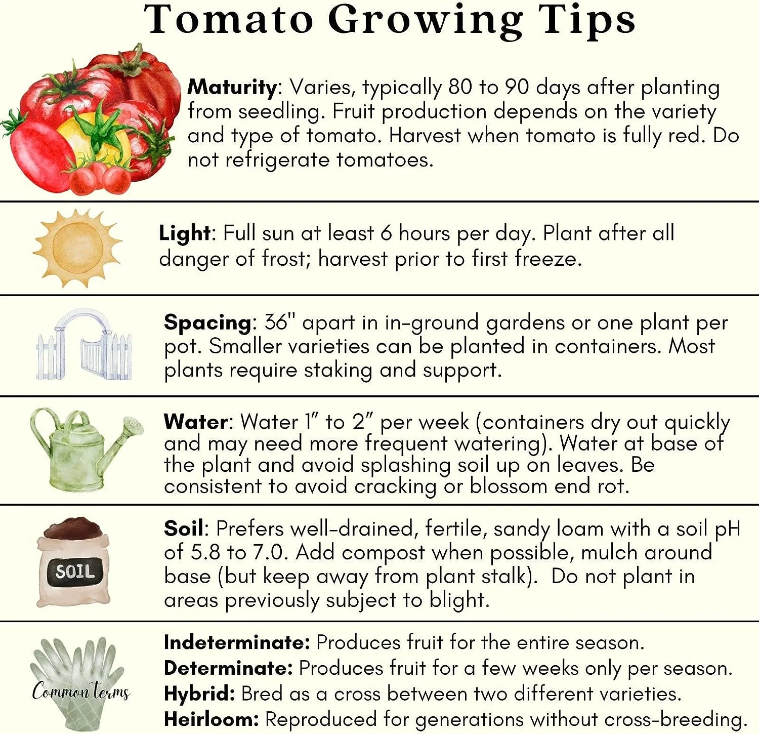 Sweet 100 Tomato Plants – Two (2) Live Plants – Non-GMO- Not Seeds - Each 4