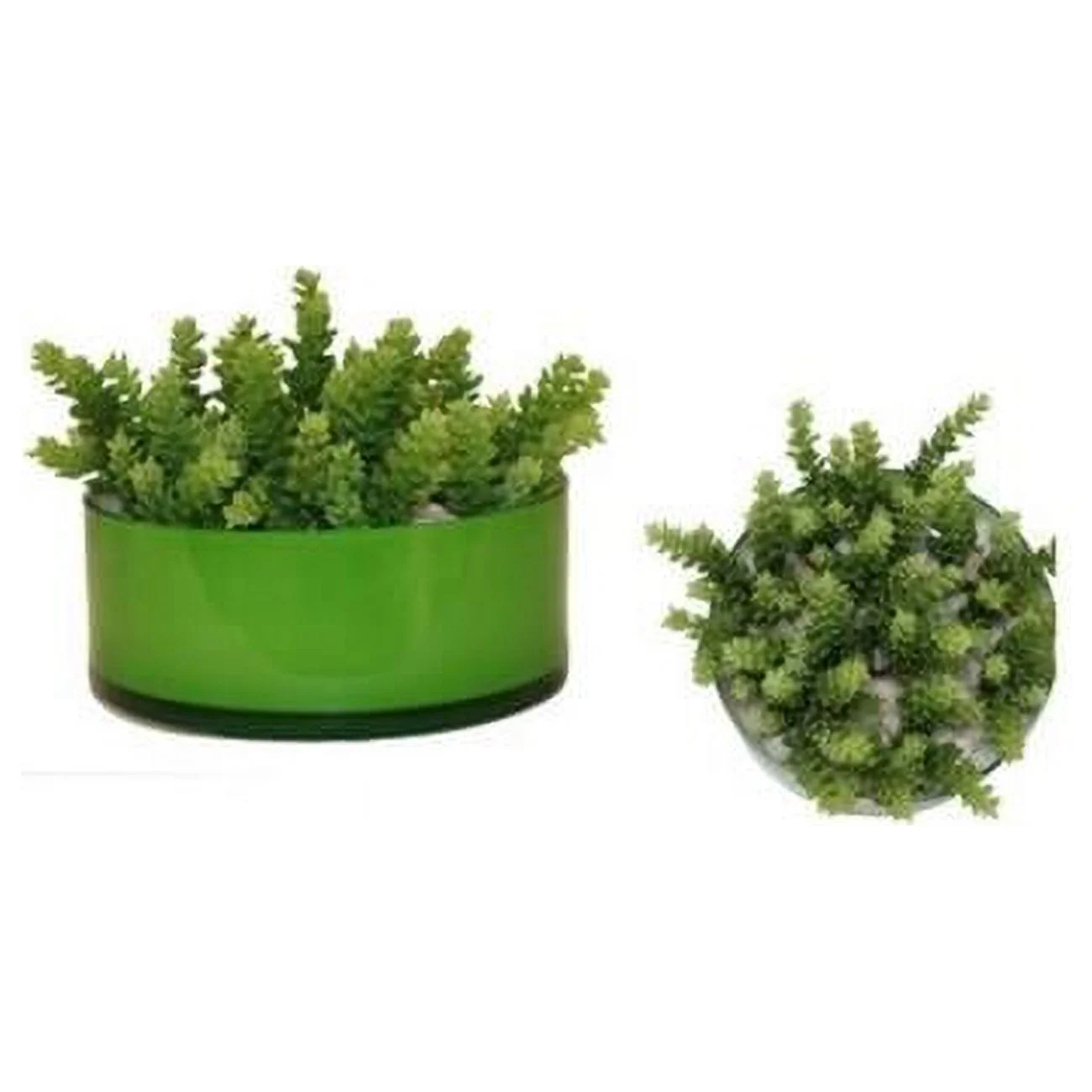 Disttive Designs 17320 Unisex Succulent Garden with Sand in Low Round Bowl - Green