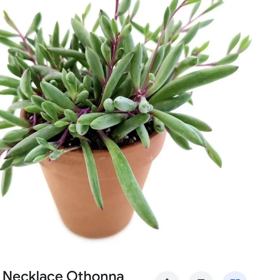 Othonna Capensis are “String of Rubies” and “Ruby Necklace” in 6-inch Basket