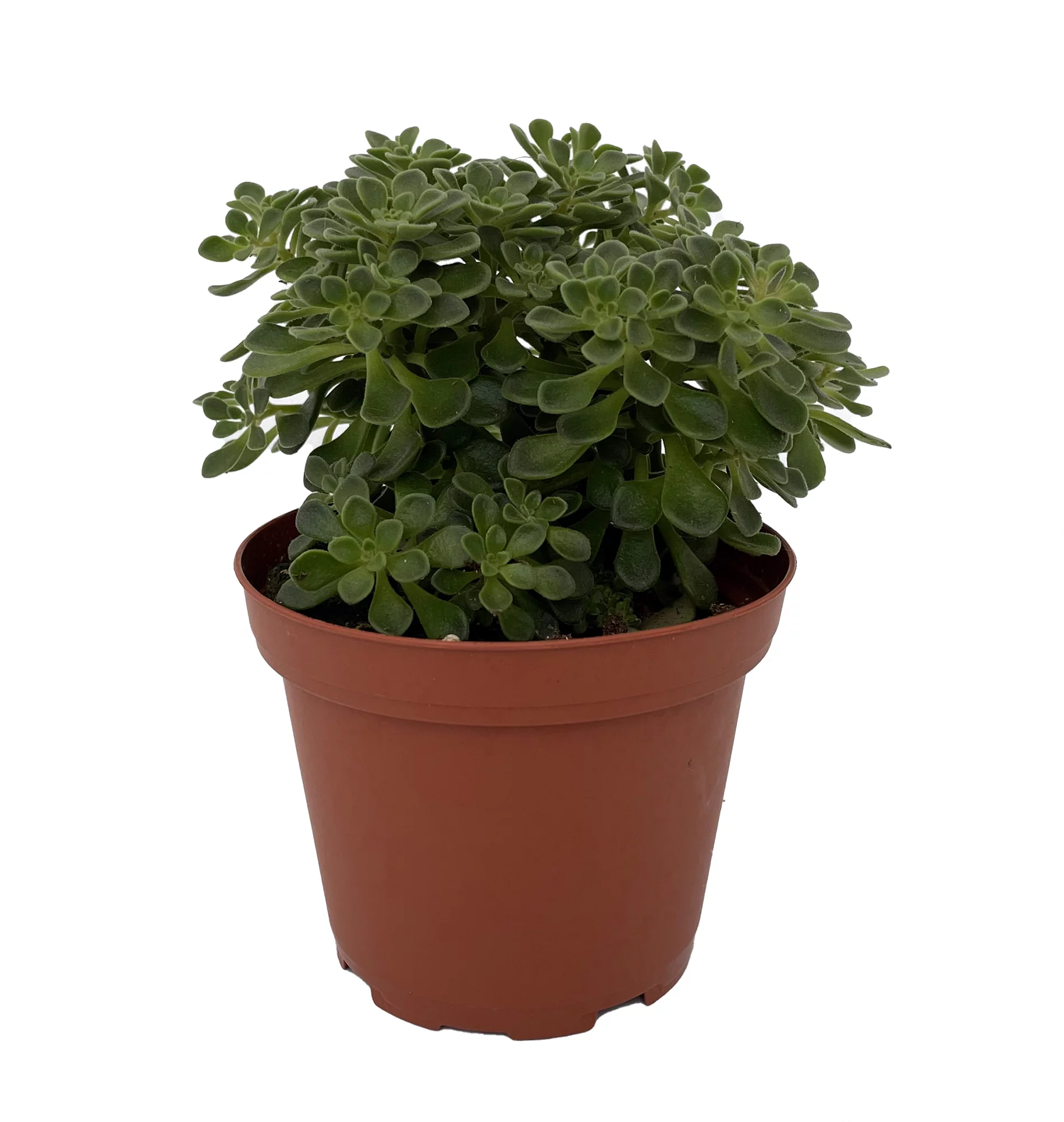 Irish Bouquet Succulent -Aeonium lindleyi var viscatum 'Irish Bouquet'- 3.7