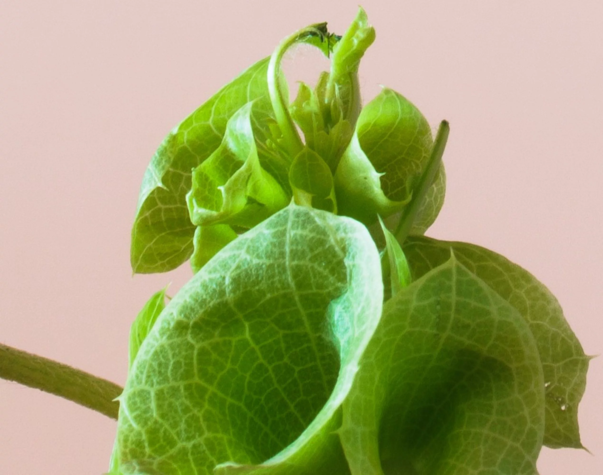 Bells of Ireland Seeds/ Annual/ Full Sun/ 4K Seeds 1 oz/ Zellajake Farm and Garden - B223