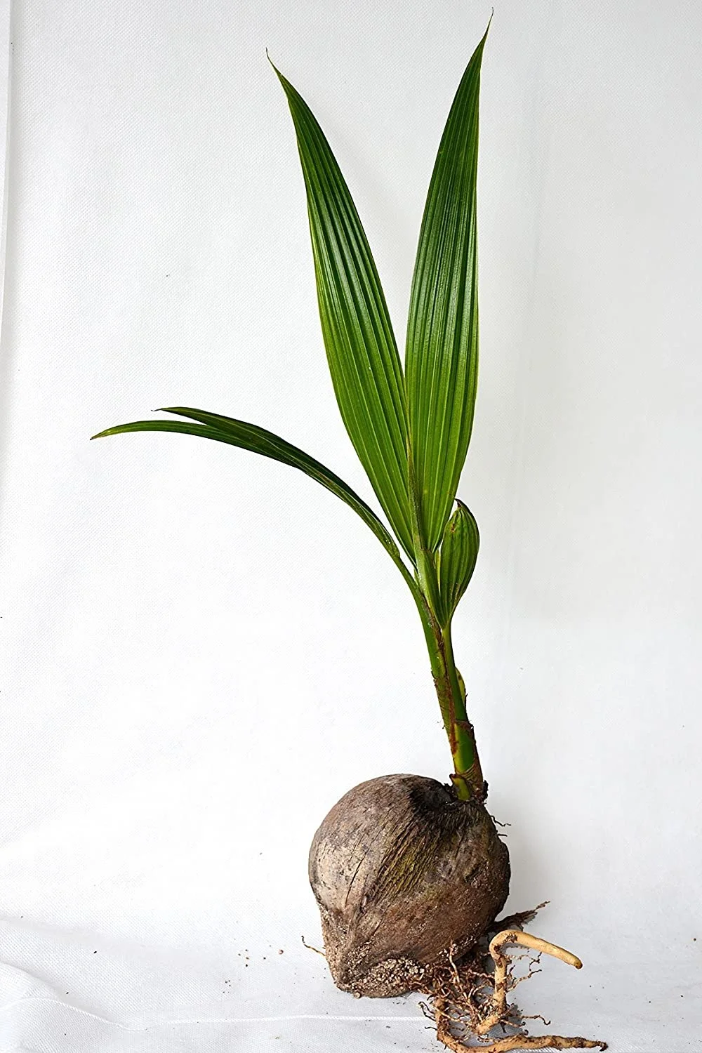 Coconut Tree, Green (Excludes Ca), Size: 12 inch