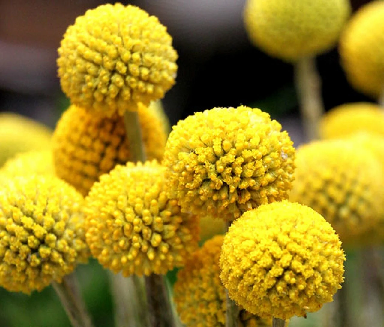 20+ BILLY BUTTONS - BALLS, CRASPEDIA, DRUMSTICK RUBBED RARE FLOWER SEEDS
