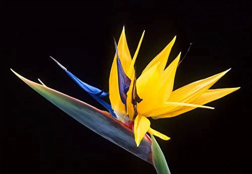 Bird of Paradise Flower Seed Bundle - 3 Colors, Orange, Yellow, White - 5 Seeds of Each Type to Grow - Great Indoor Tropical Plant or Bonsai - Strelitzia Reginae