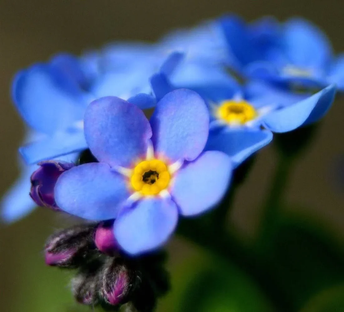 500 Blue Chinese FORGET ME NOT (Hounds Tongue) Cynoglossum Amabile Flower Seeds