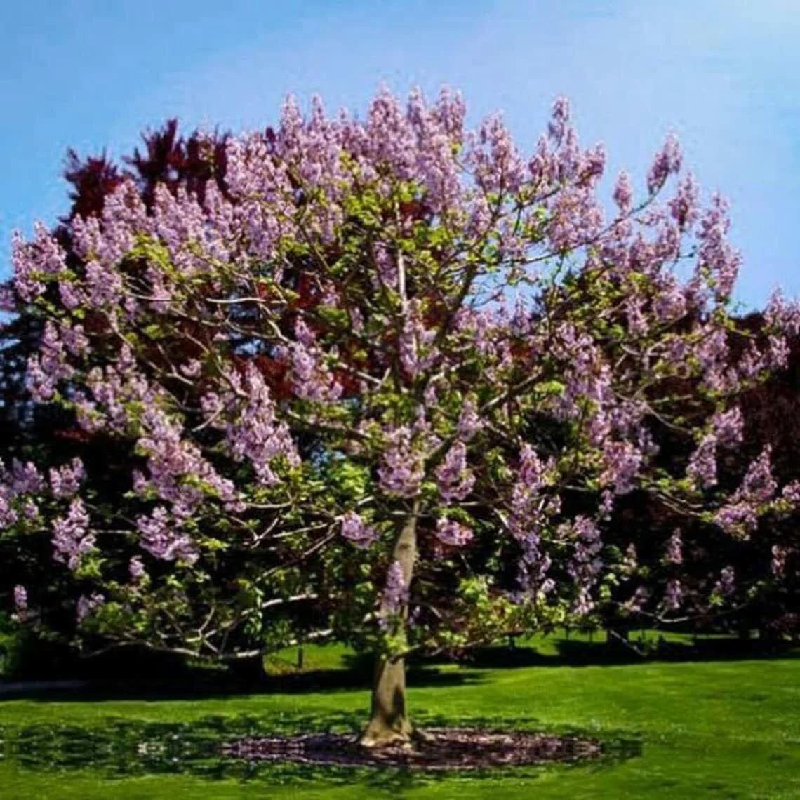 25 Redbud Tree Seeds to Grow