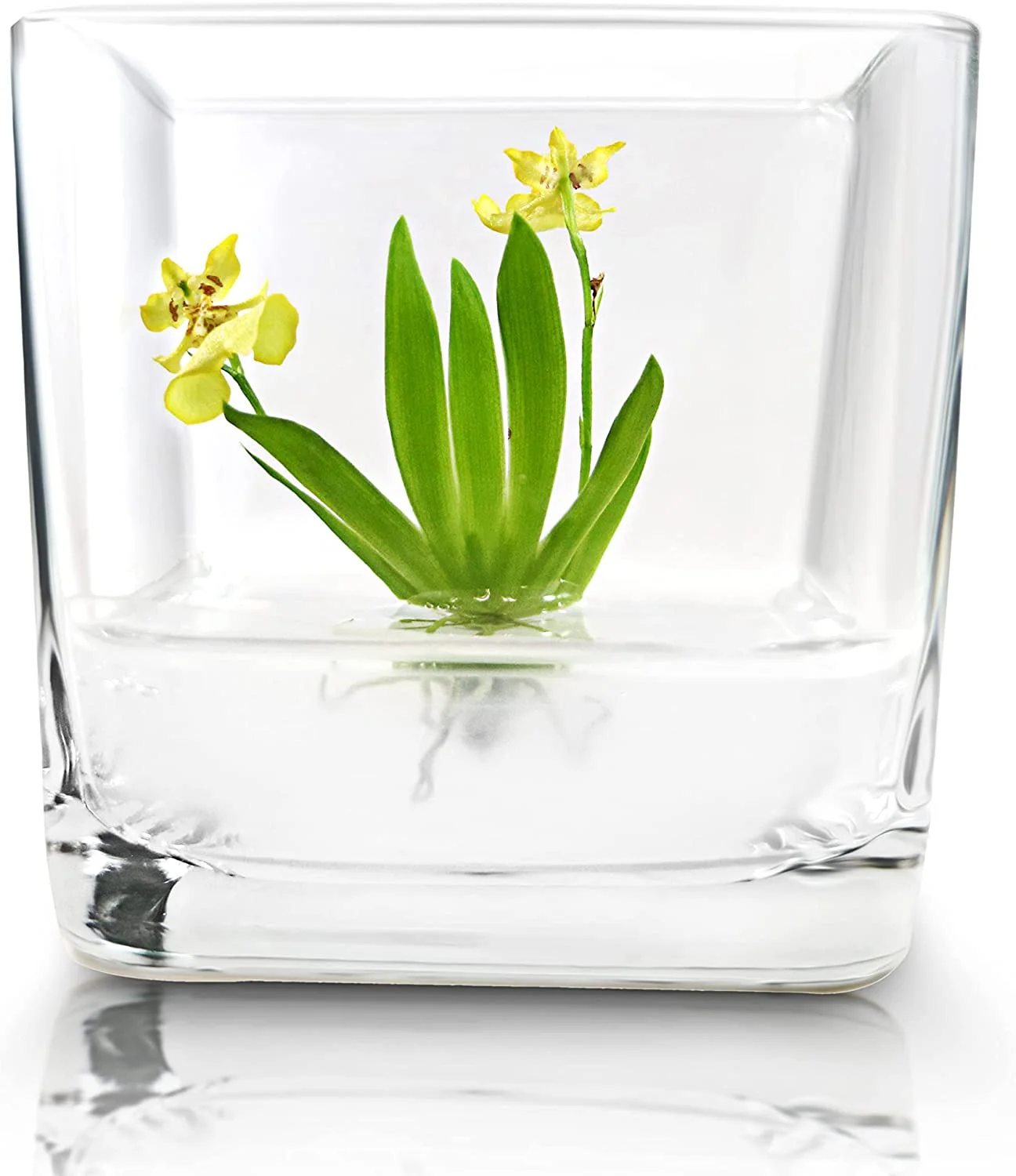 Miniature Orchid Terrarium, Open Pot Design, Maintenance Free, 3