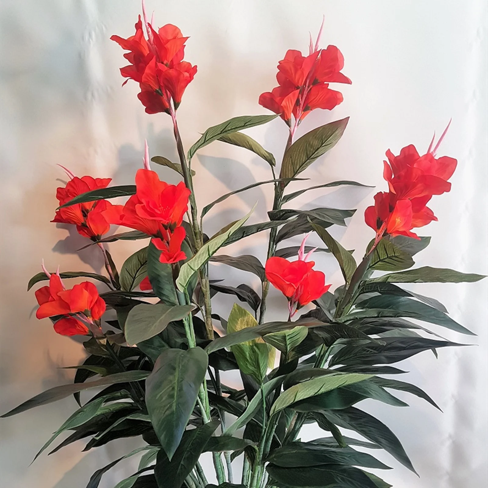 Canna Bulbs, Potted PlantCanna Lily Bulbs Giant,Canna Lily Roots, Park Street Greening. Canna Bulbs Giant,Dense Leaf Nodes Large, Large Beautiful Flowers With High Ornamental Value.Canna Lily Bulbs,