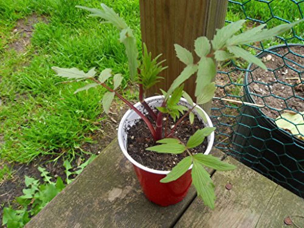 Live Valerian Plant - (Valeriana officinalis)