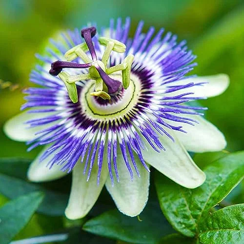10PCS Passion Flower Seeds for Planting Passiflora Vine Perennial Fruit Seeds East to Grow Heirloom & Open Pollinated for Home Garden by YEGAOL Garden