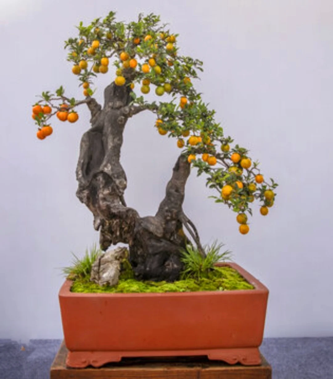 50 Seeds Diospyros cathayensis - Cathay Persimmon , Bonsai