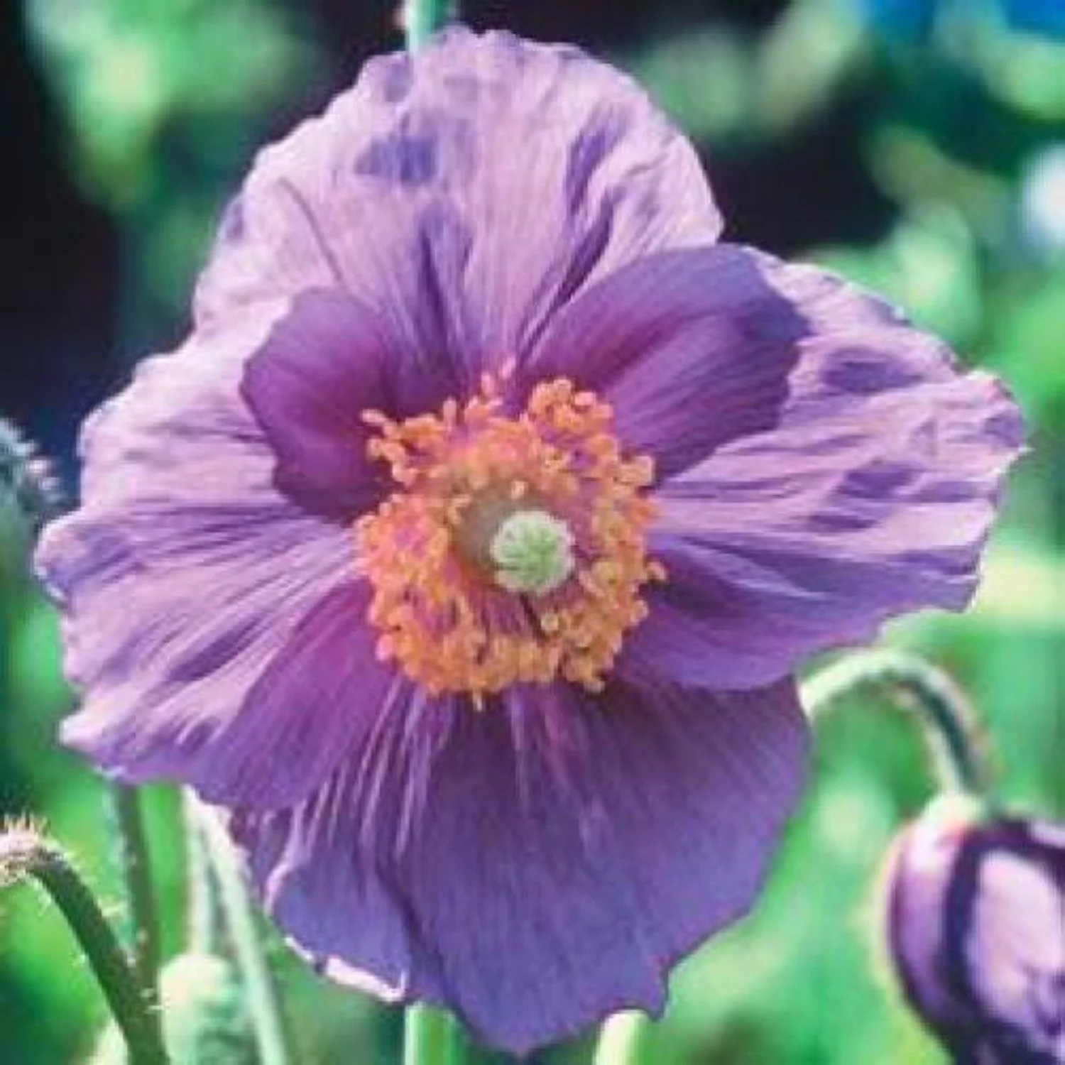 10 Seeds VIOLET HIMALAYAN POPPY Meconopsis Betonicifolia Purple Hensol Flower Seeds
