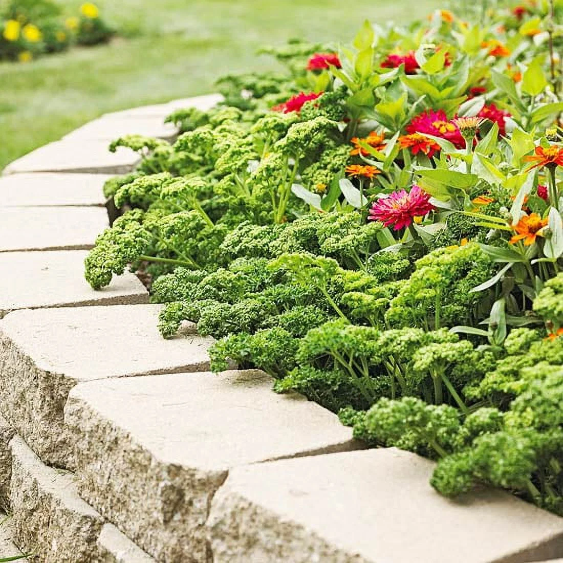 Parsley Seeds - Curled - Packet -  Herb Seeds,  Heirloom Seed  Easy to Grow & Maintain, Edible, Fast Growing, Culinary