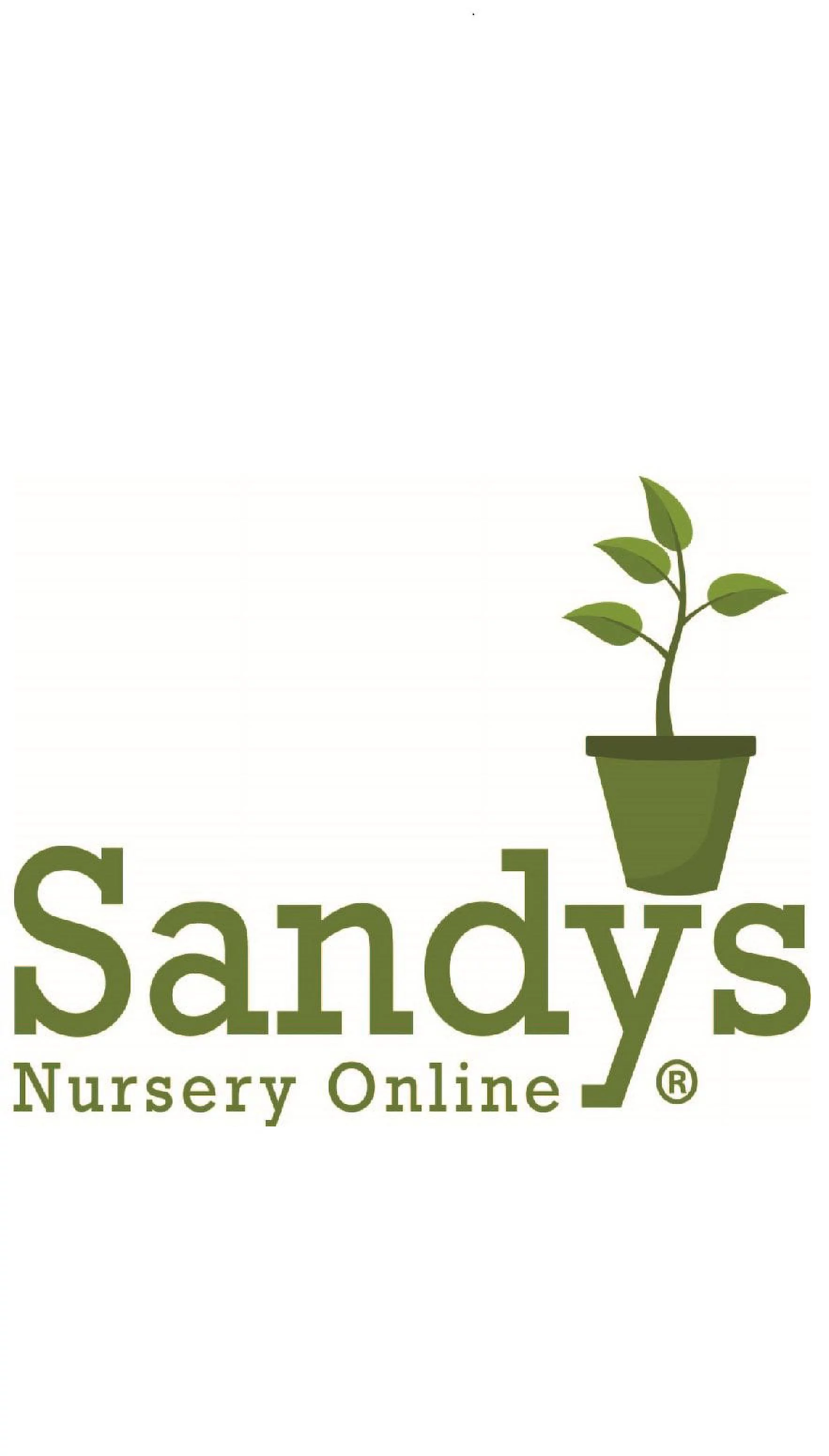 Dwarf Hinoki Cypress Shrub, Chamaecyparis Obtusa, Nana - False Cypress, 4 Inch Pot