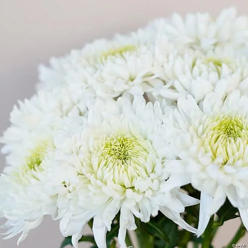 CHUXAY GARDEN White Chrysanthemum Seed,Mums,Chrysanths 10000 Seeds Beautiful Potted Plants Attract Butterflies and Bees Easy Cultivating