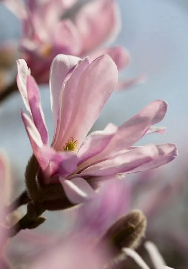 Pixies Gardens Leonard Messel Magnolia Tree 1 Gallon