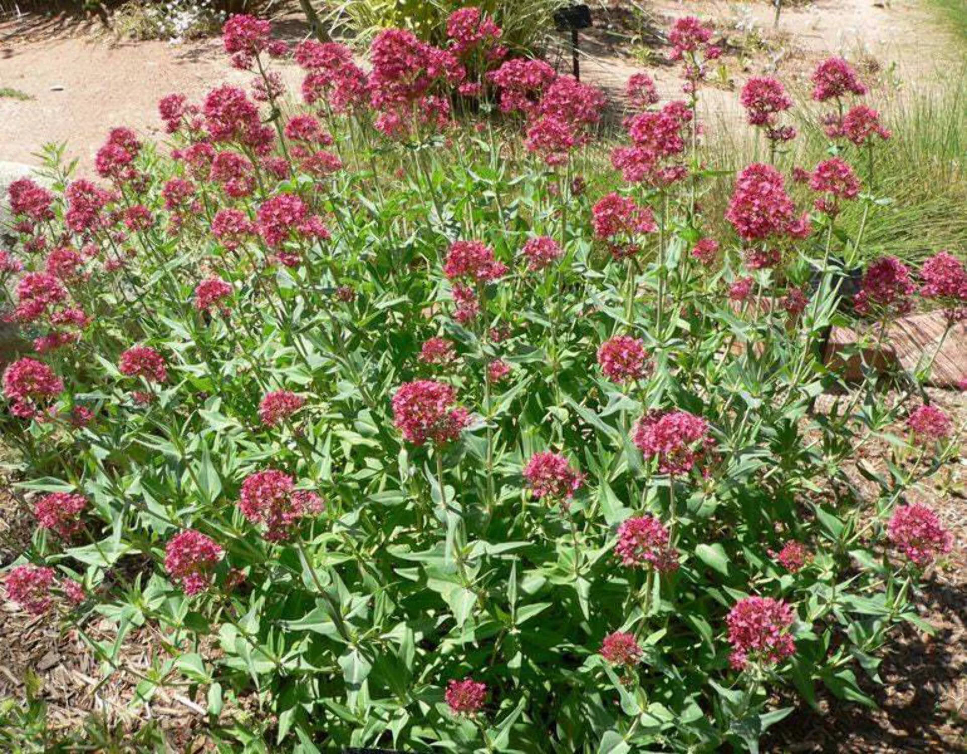 50 RED JUPITER'S BEARD Valerian Keys of Heaven Centranthus Ruber Flower Seeds