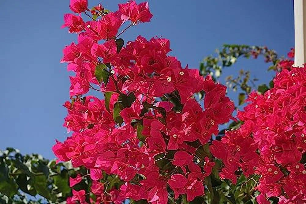 Bougainvillea Plant - Live Magenta-Red 'Barbara Karst' - 2.5 inch Pot, Pink, Green
