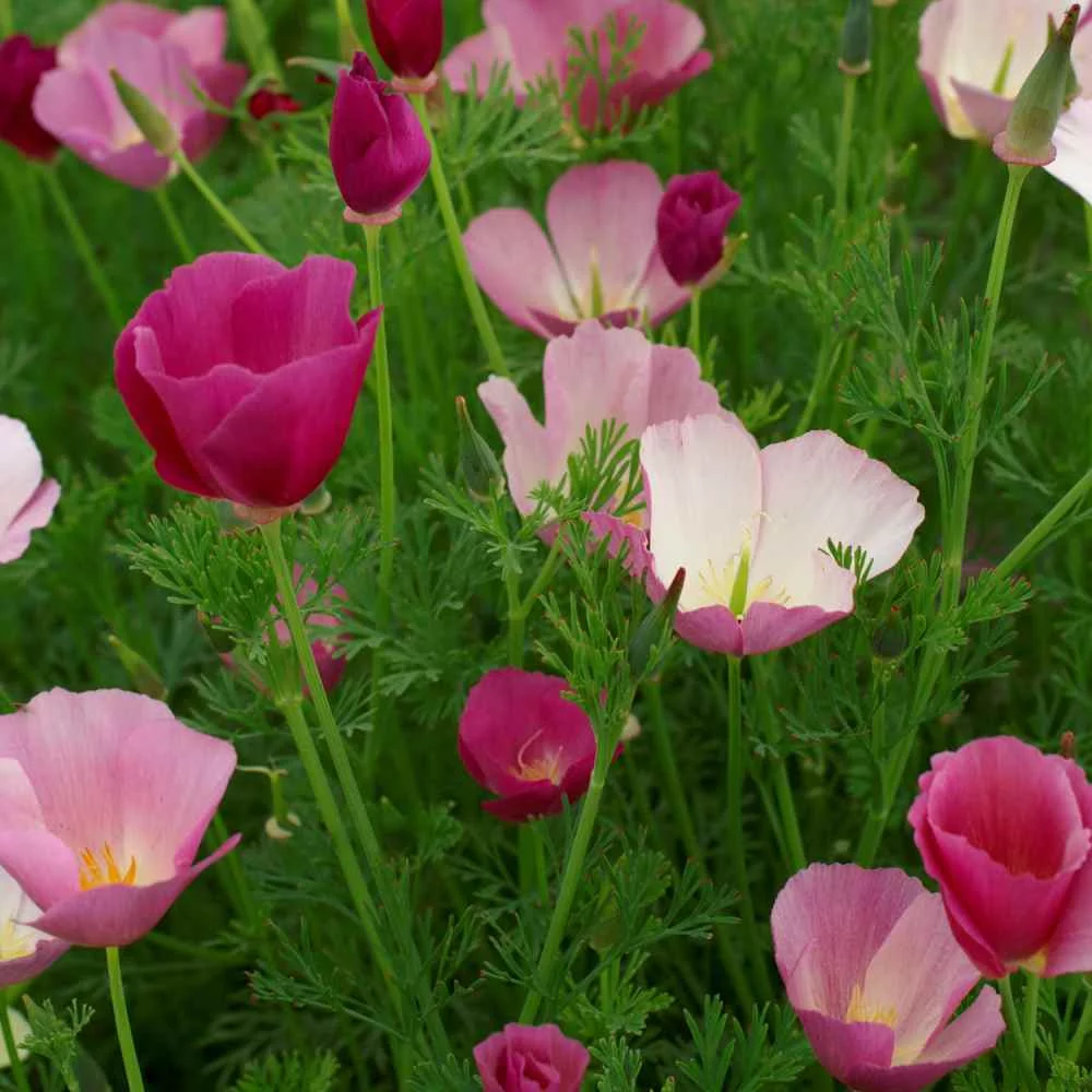 Outsidepride Poppy California Purple Gleam - 10000 Seeds