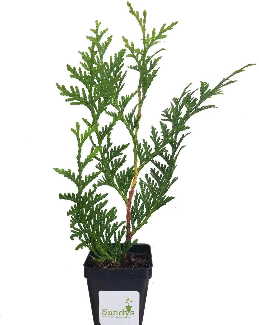 Thuja Green Giant Arborvitae 3 Inch Pot, Lot of 60