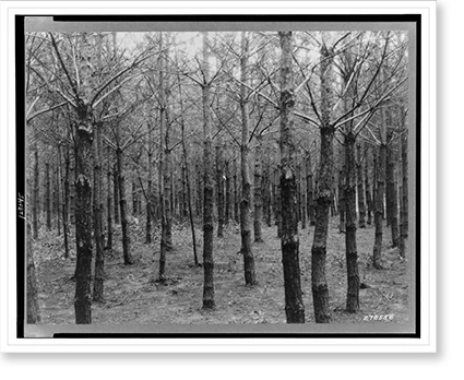 Historic Framed Print, Pennsylvania(?) Aug. 1933: Stand of Scotch pine thinned by the Civilian Conservation Corps boys.photo by W.H. Shaffer., 17-7/8