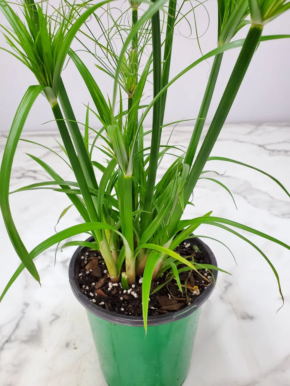 Tropical Plants of Florida 14