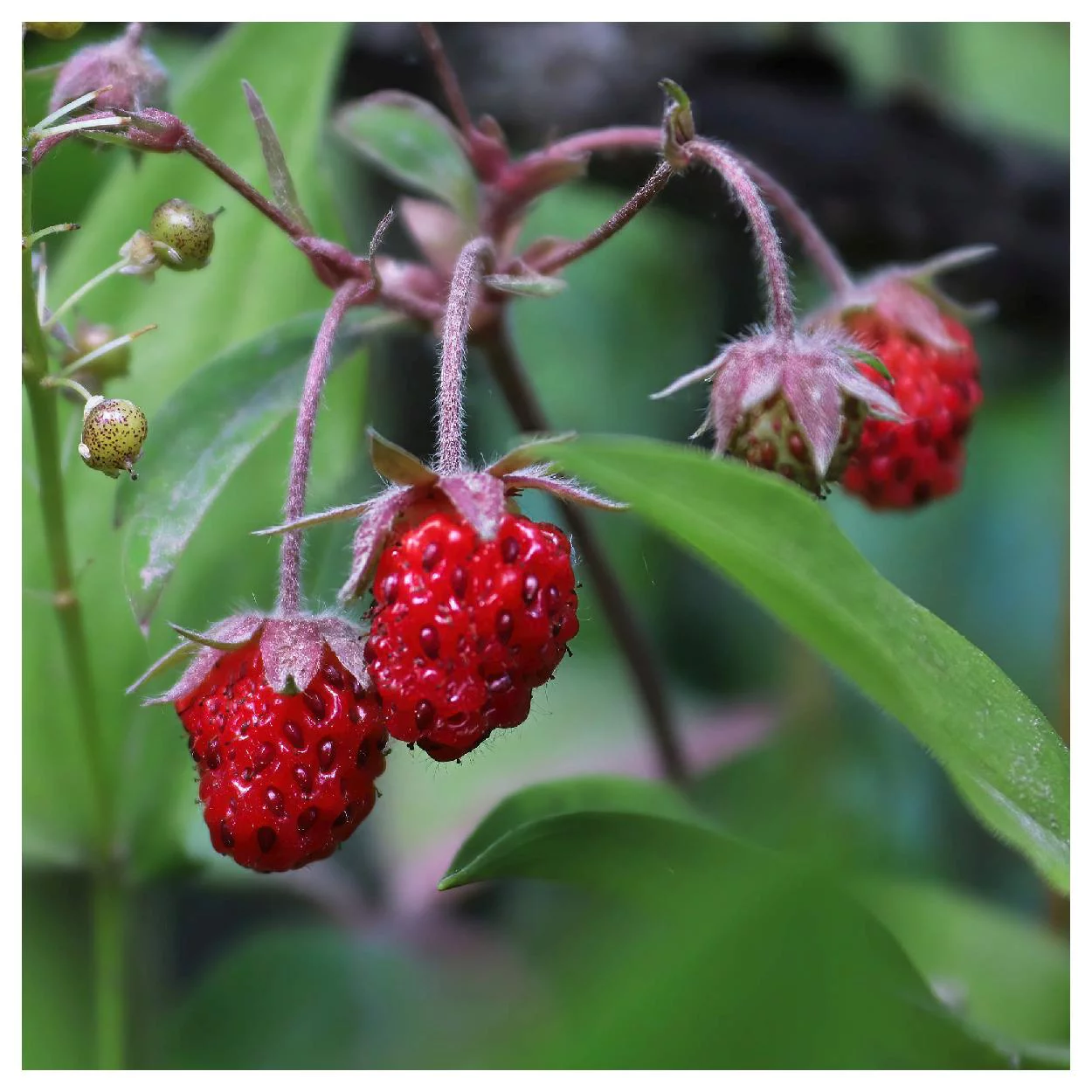 Everwilde Farms - 30 Wild Strawberry Native Wildflower Seeds - Gold Vault Jumbo Bulk Seed Packet