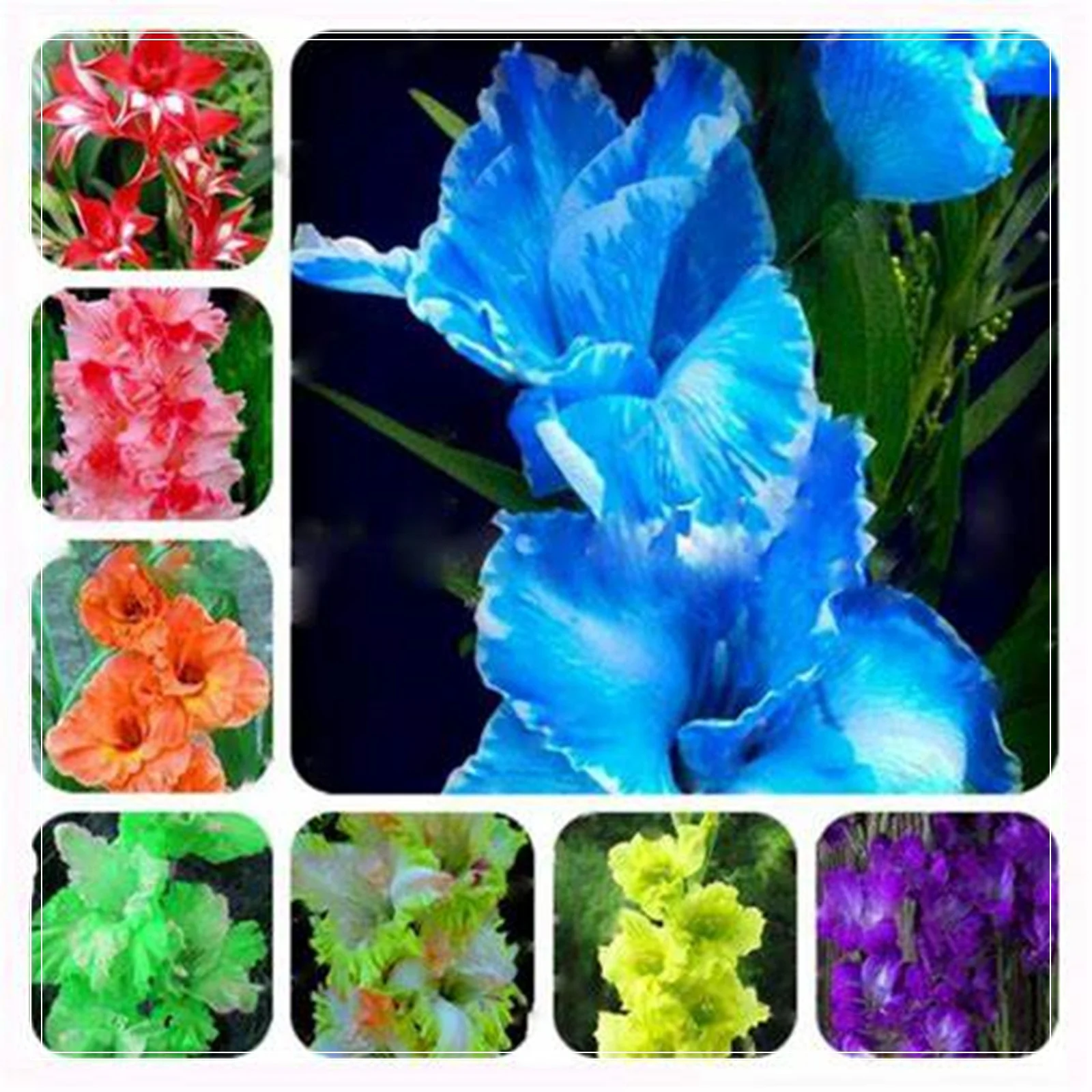 Gladiolus Bulbs,Cold Tolerant Plants,Gladiolus Flower Bulbs,Cold And Drought Tolerant, Gladiolus Flower Bulbs,Easy To Care For, Gardening Enthusiasts, Gladiolus, Gladiolus Plant,Require Little Water,