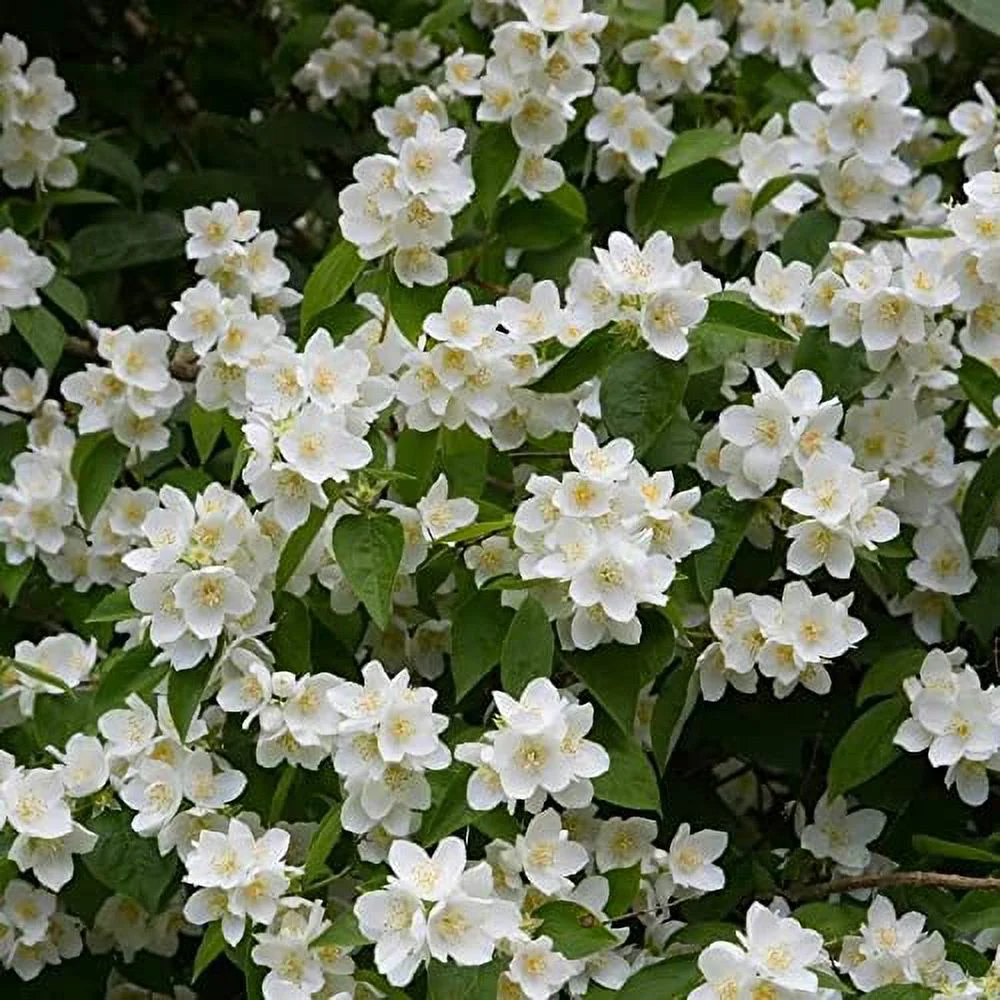 CHUXAY GARDEN 20 Seeds Philadelphus Coronarius,Mock Orange,Sweet Mock Orange,Fragrant Mockorange Hardy Deciduous Shrub Fragrant High Germination Rate