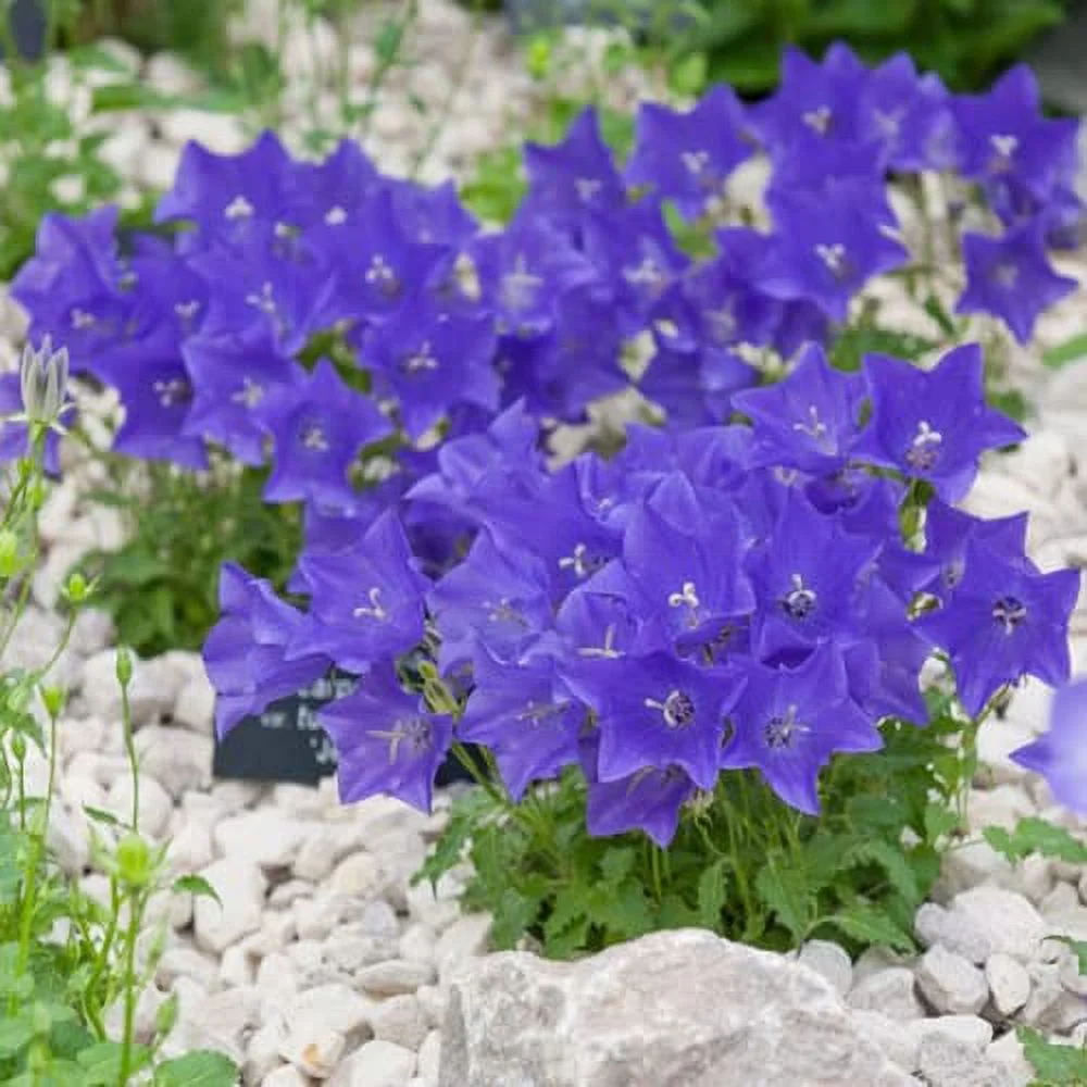 CHUXAY GARDEN 200 Seeds Campanula Carpatica Seed,Tussock Bellflower,Carpathian Harebell Blue Lovely Flowers Low-Growing Perennial Flowering Plant High Germination Rate