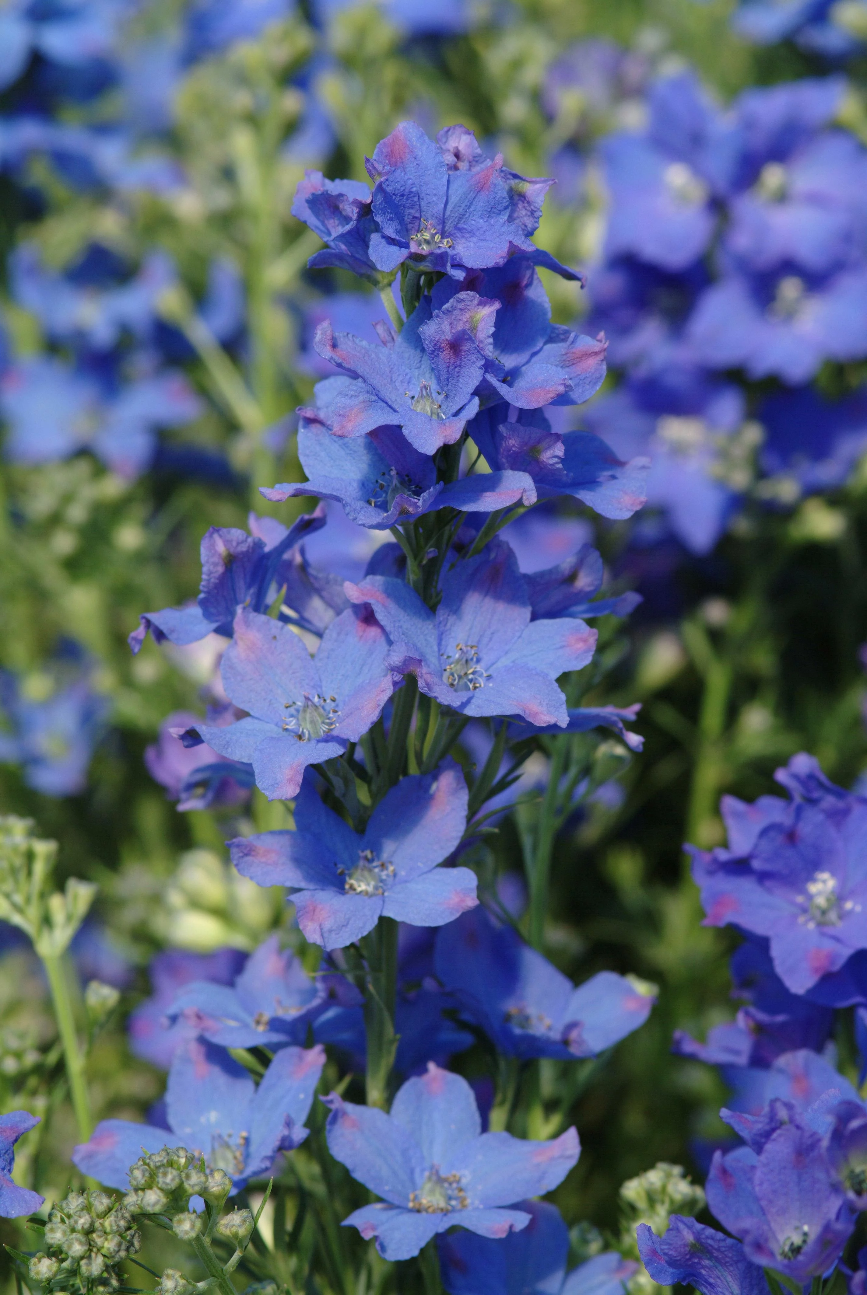 Better Homes & Gardens 2.5QT Blue Delphinium Blue Diamonds Live Plants with Grower Pot