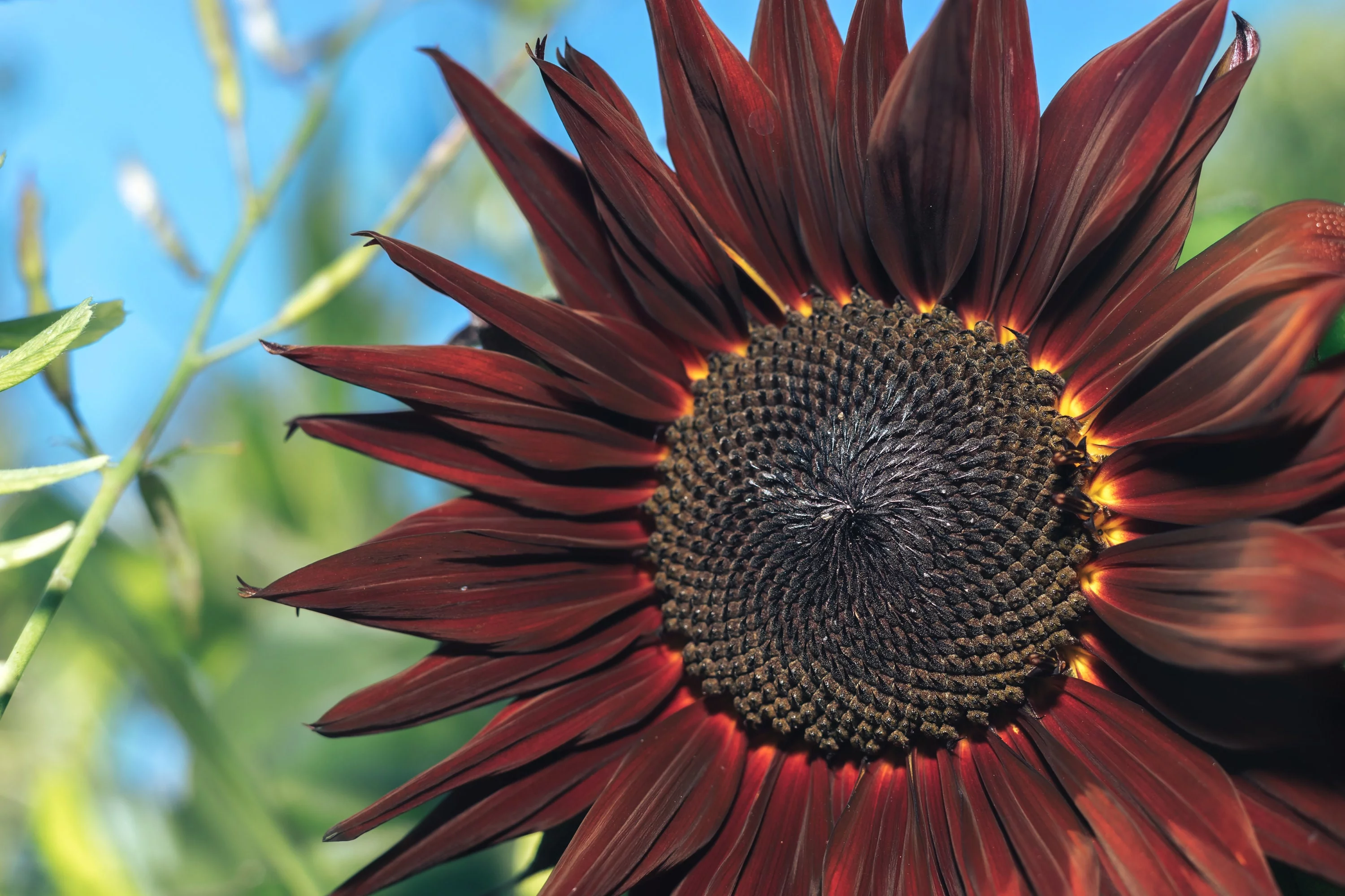 Procut Red Sunflower Autumn Cut Flowers Premium Seeds Packet