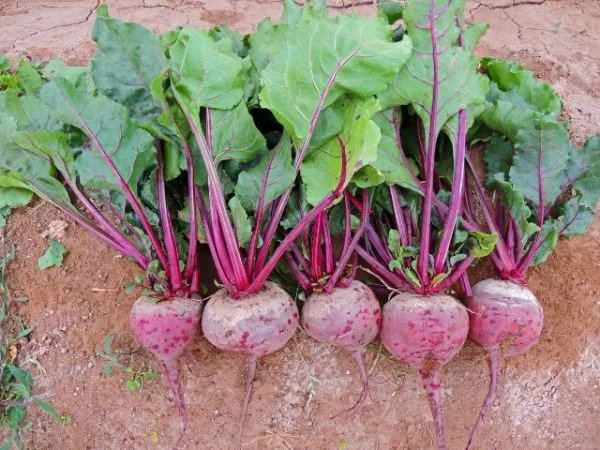 Browning Seed Beet Detroit Dark Red, Packet