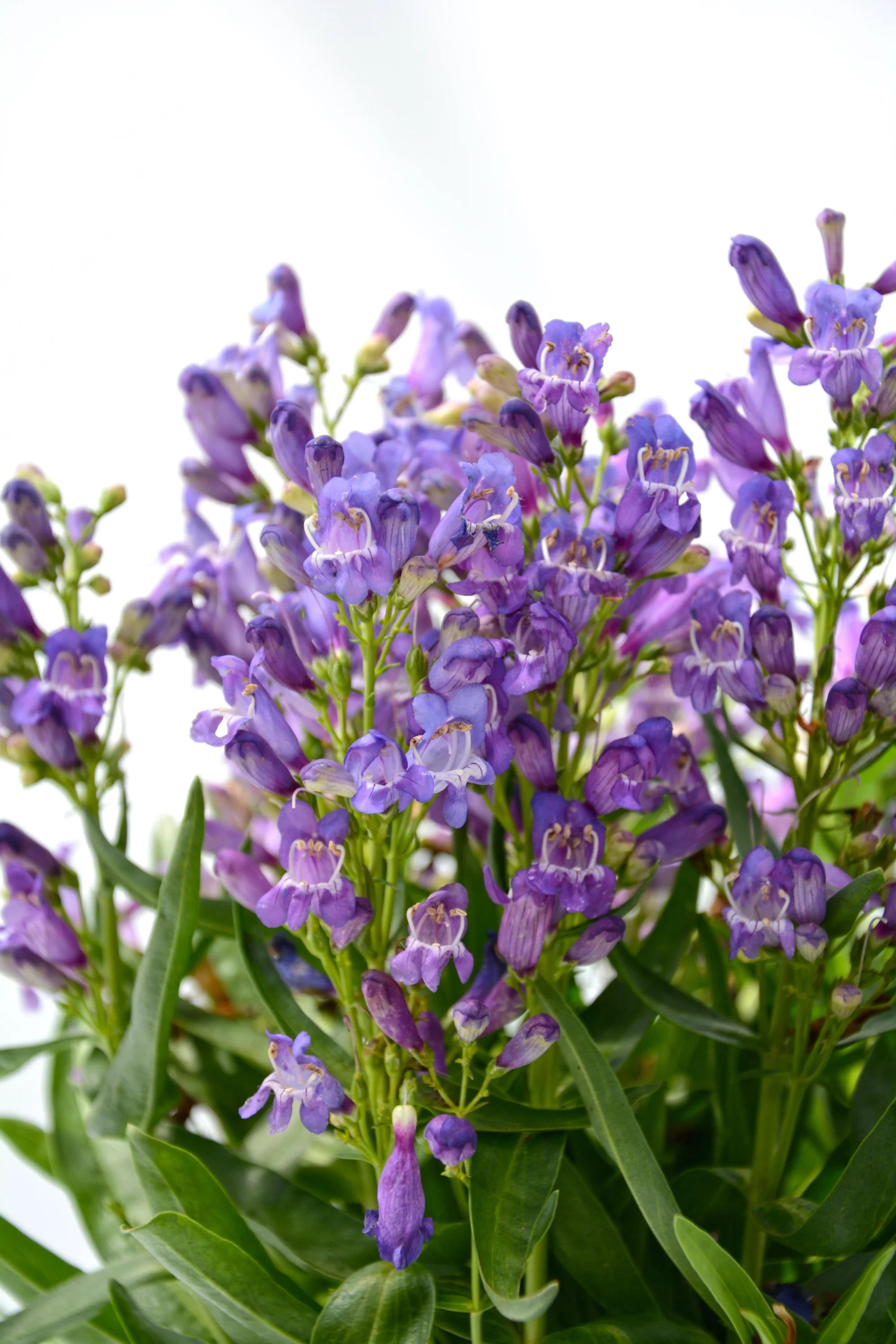Blue Rock Candy® Bearded Tongue Perennial - Penstemon - Quart Pot
