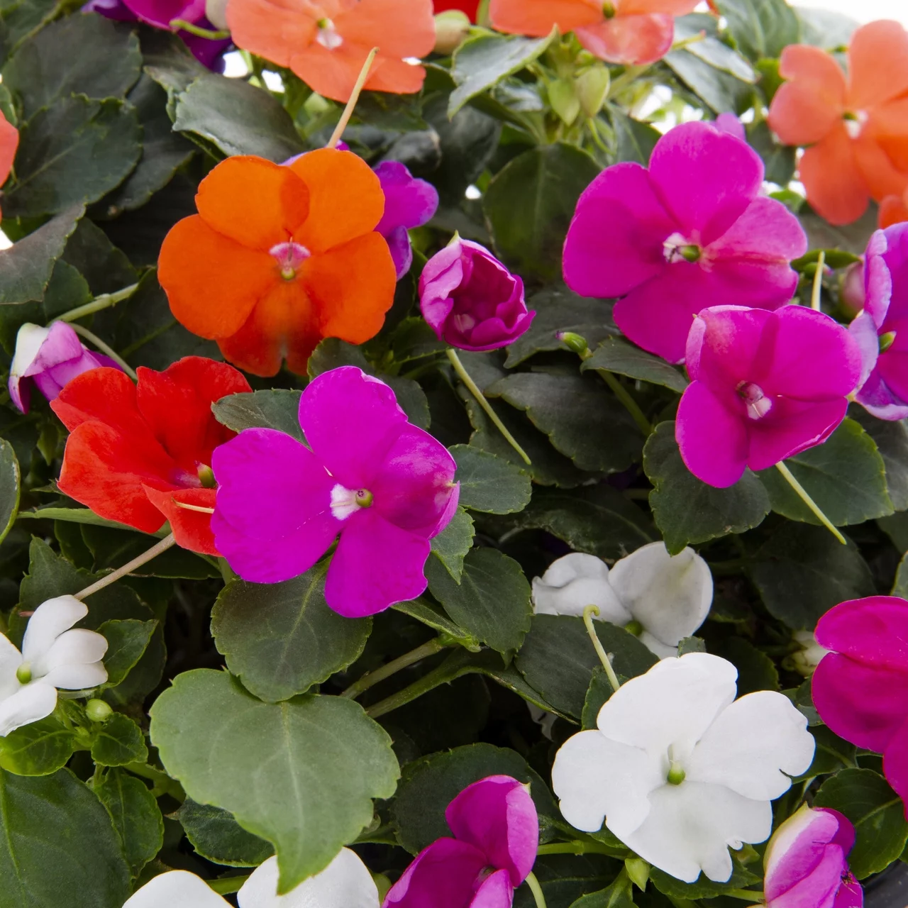 Expert Gardener 2.5 Quart Multi-color Mix Impatiens Annual Live Plant 3-Count with Grower Pot