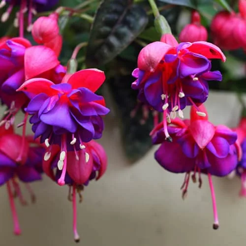 CHUXAY GARDEN Red Violet Fuchsia Flower Seed 200 Seeds Most Outstanding Summer Bloomers Great Desktop Bonsai