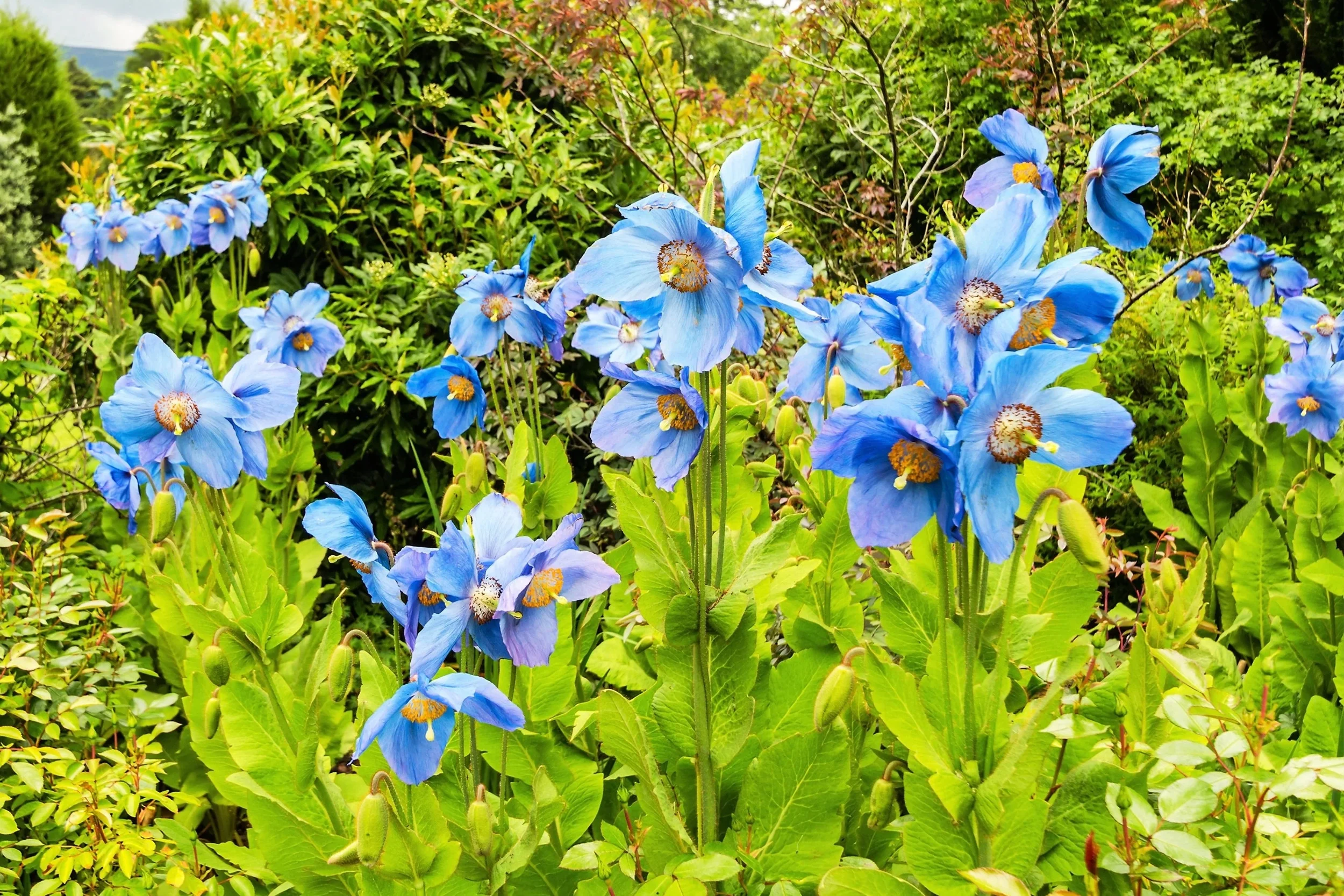10 BLUE HIMALAYAN POPPY Tibetan Meconopsis Betonicifolia Flower Seeds