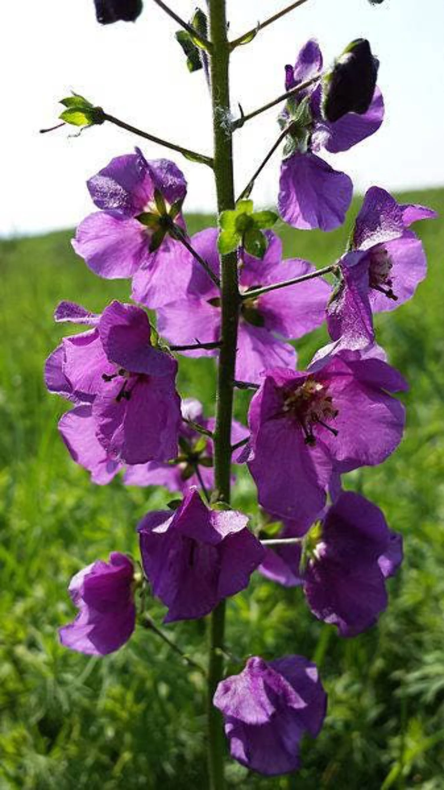 50 VIOLETTA VERBASCUM Phoeniceum Purple Mullein Nectar Flower Seeds