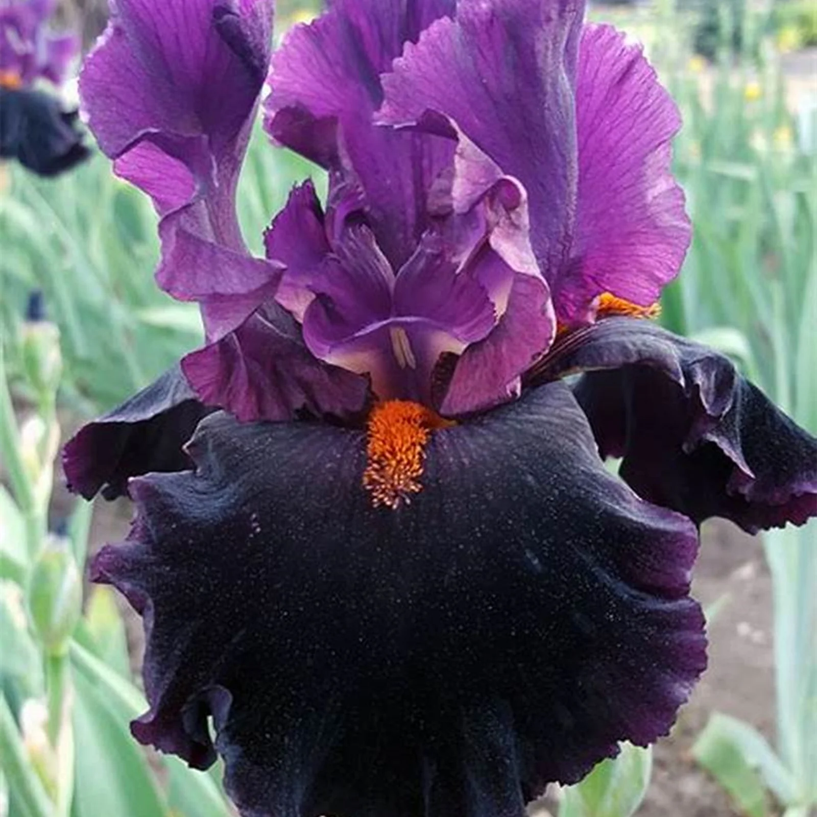 Iris Bulbs, Good Drainage To Promote Vigorous Growth, Iris Is Cold-Resistant,Has Strong Rhizomes. Bearded Iris Bulbs For Planting,Simply Beautiful Flowering Perennial,Is Drought,Iris Plants Bulbs,