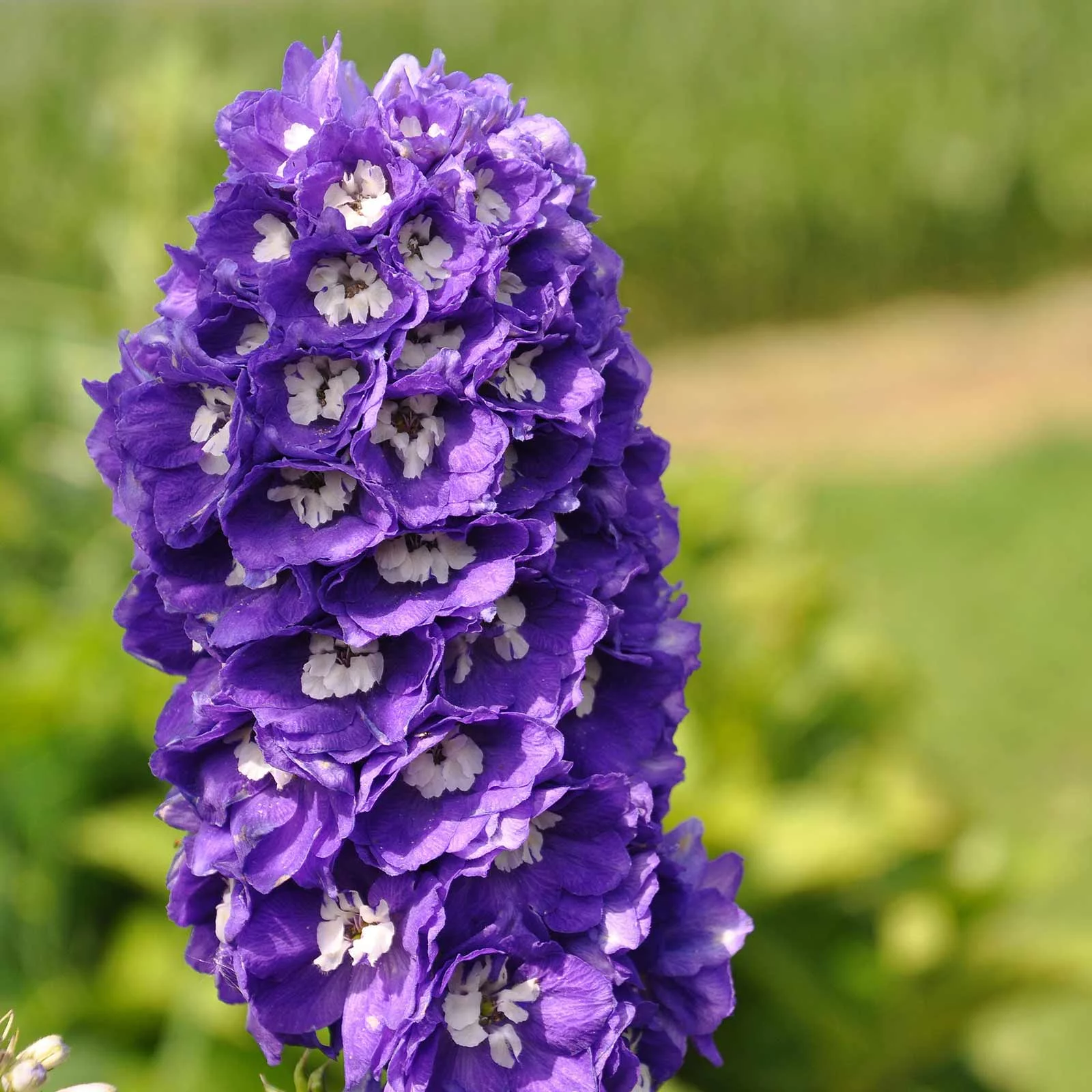 Delphinium Magic Fountain Series Flower Seeds - lavender - 1000 Seeds - Perennial Flower Garden Seeds - Delphinium elatum