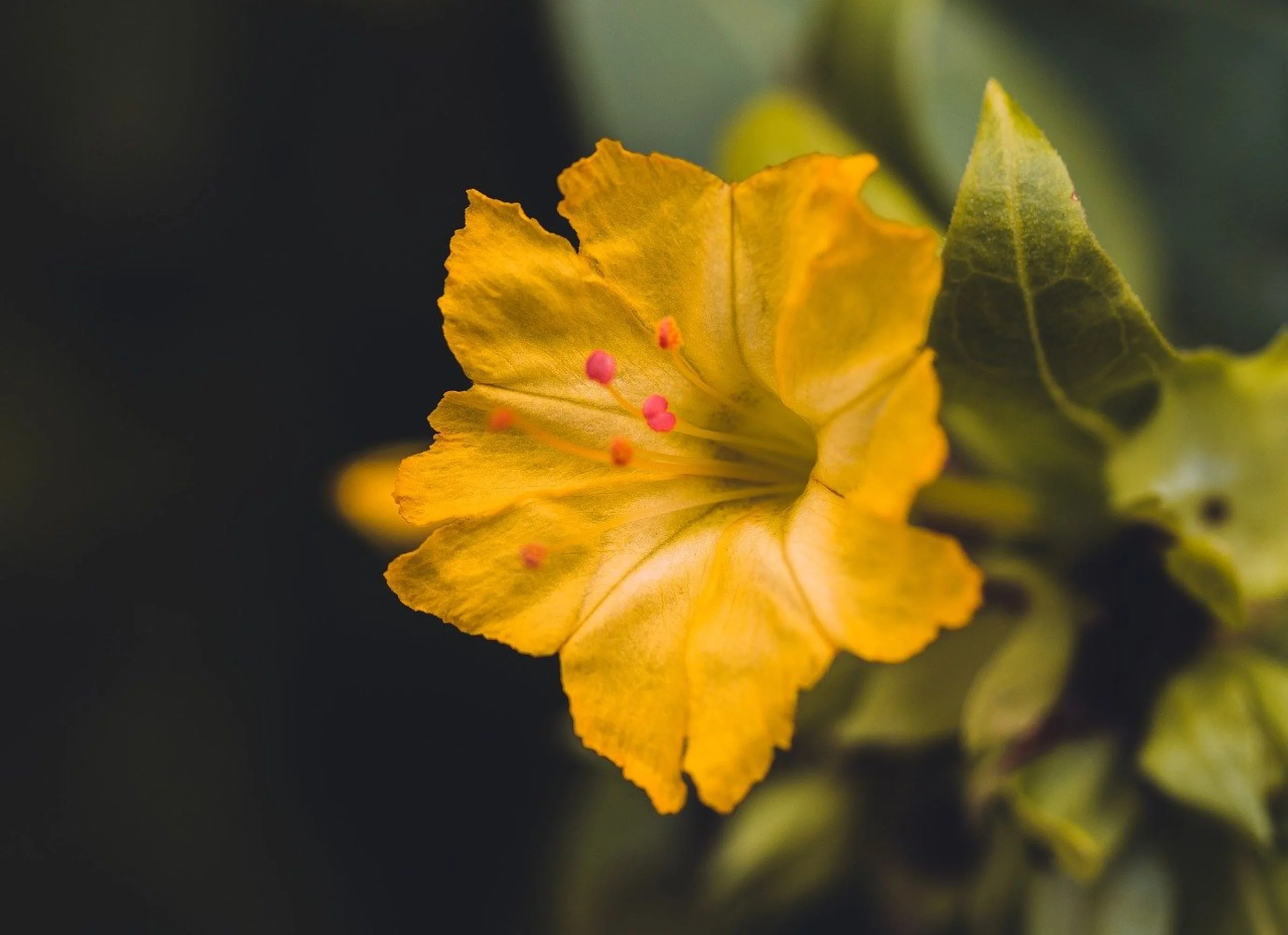 Four O'clock Flower Seeds/ Perennial/ Full Sun/40 Seeds 1/8 oz / Zellajake Farm and Garden - B20