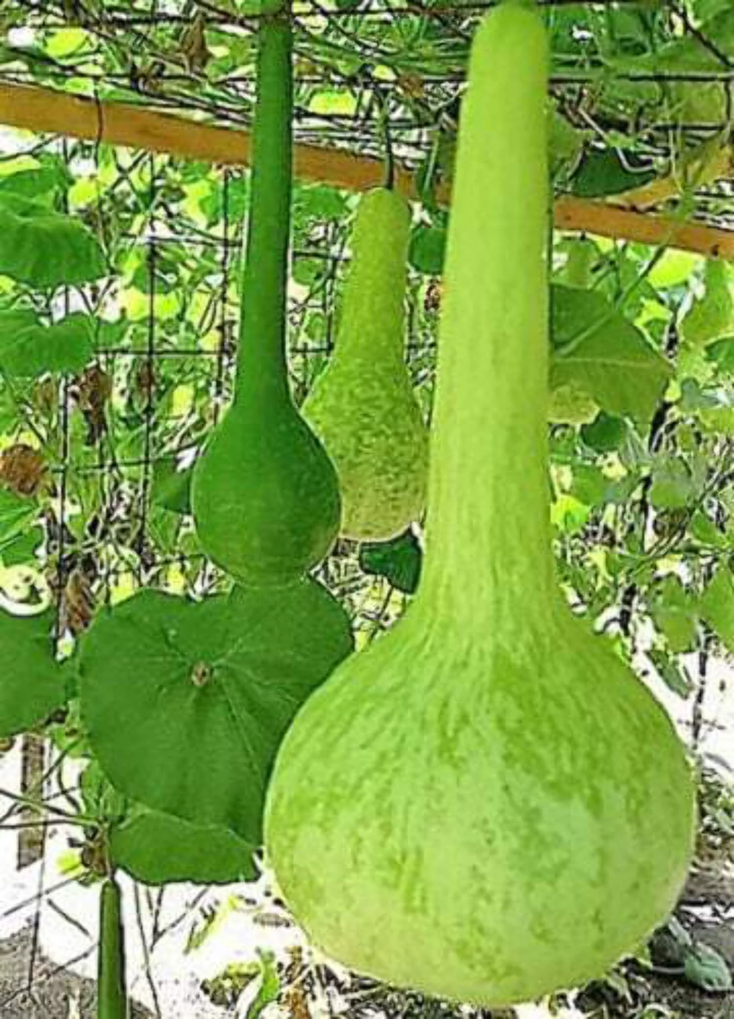 30 Seeds DIPPER GOURD Siphon Gourd Green Lagenaria Siceraria Vegetable Seeds