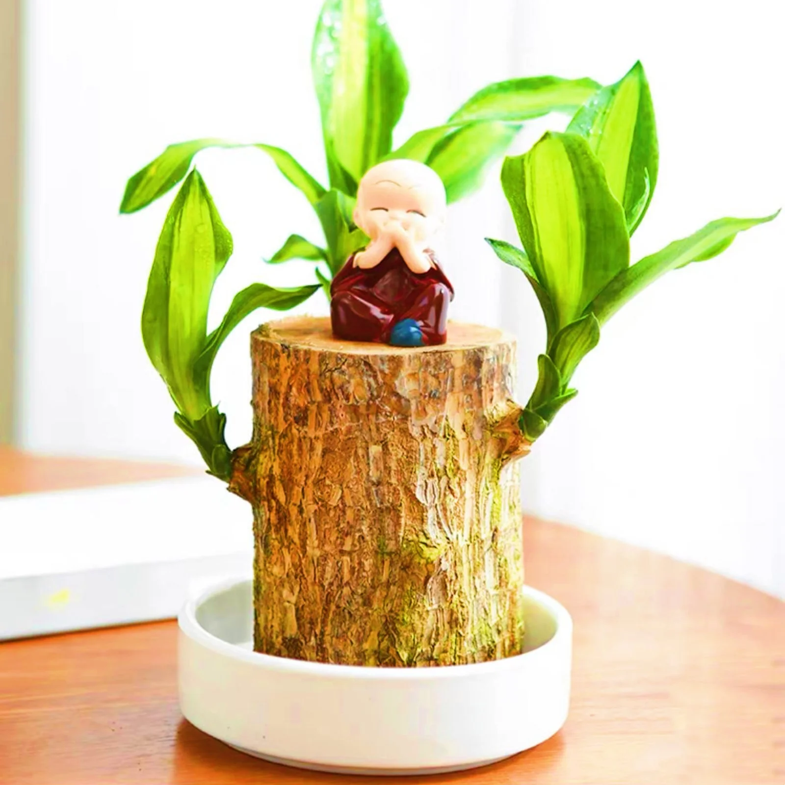 Brazilian Wood,Brazilian Wood Plant,Brazilian Lucky Wood Plant Pot,Large Brazilian Wood Plant,Home Decoration,Brazilian Wood For Sale(Brazilian Wood/Doll And Tray/Potted Plant)