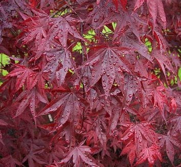 Emperor One Japanese Maple 3 - Year Live Plant