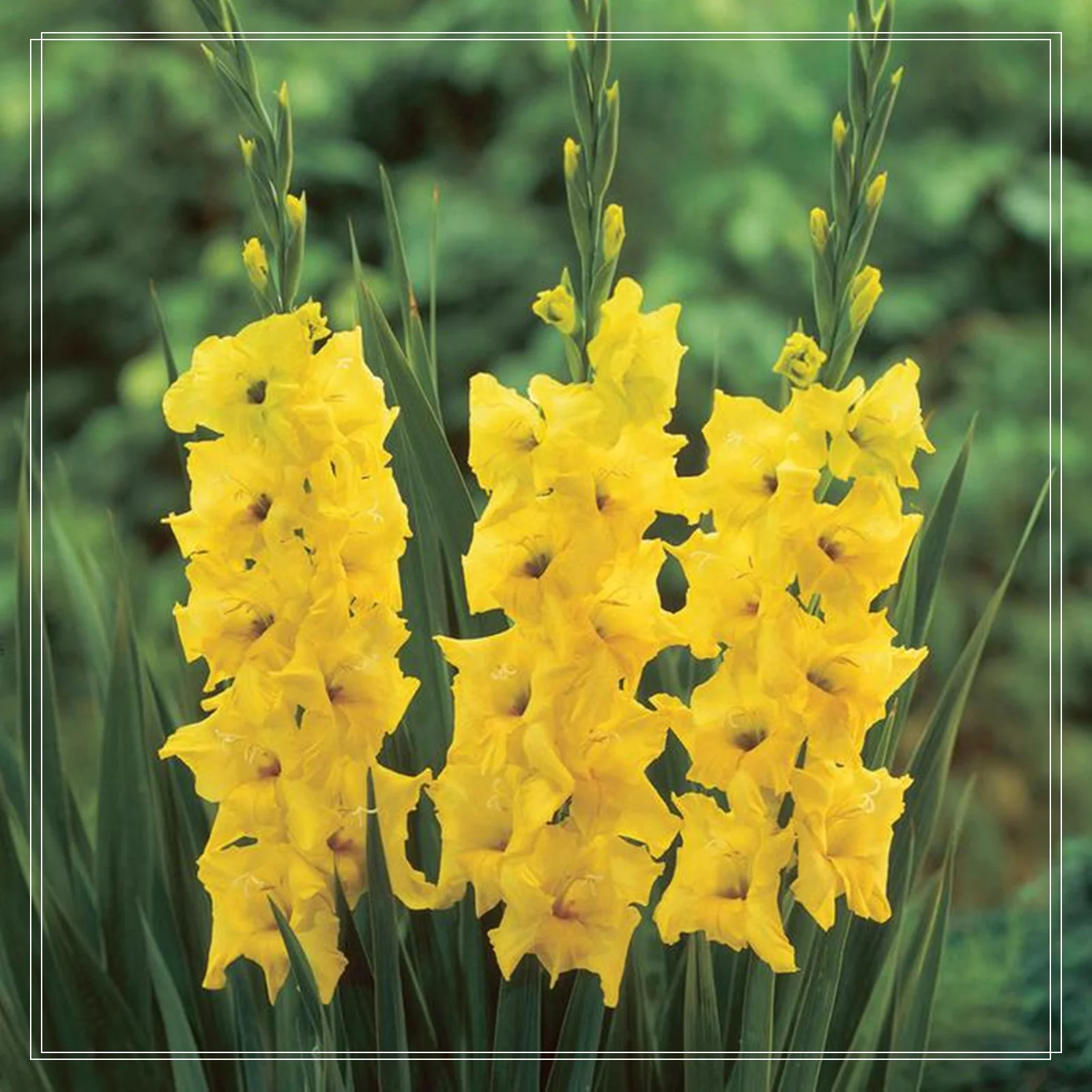 Gladiolus Bulbs,Cold Tolerant Plants,Gladiolus Flower Bulbs,Cold And Drought Tolerant, Gladiolus Flower Bulbs,Easy To Care For, Gardening Enthusiasts, Gladiolus, Gladiolus Plant,Require Little Water,