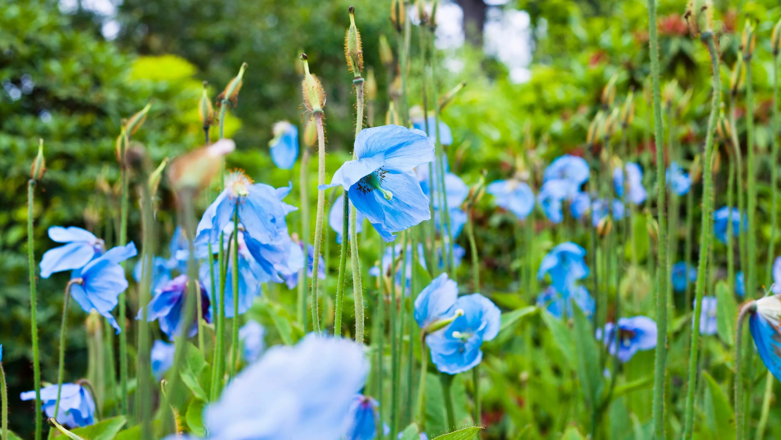 10 BLUE HIMALAYAN POPPY Tibetan Meconopsis Betonicifolia Flower Seeds